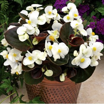 Бегония Бада Бум F1 белая (white) /1.000 семян/ *Syngenta*