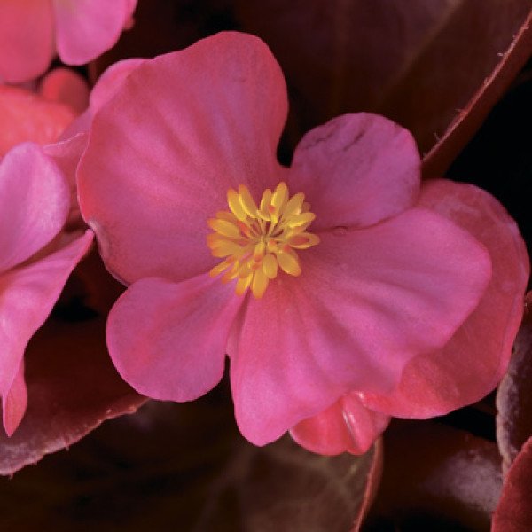 Семена бегонии Бада Бум F1 розовая (pink) /1.000 семян/ *Syngenta*