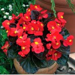Бегонія Бада Бум F1 скарлет (scarlet) /1.000 насінин/ *Syngenta*