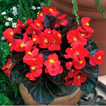 Бегония Бада Бум F1 скарлет (scarlet) /1.000 семян/ *Syngenta*