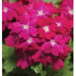 Вербена Кварц XP F1 карминовая (carmine) /100 семян/ *Pan American*