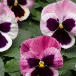 Виола Карма F1 розовая с глазком /100 семян/ *Syngenta*