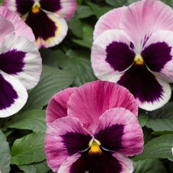 Виола Карма F1 розовая с глазком /100 семян/ *Syngenta*
