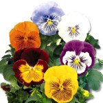 Виола Кетс F1 смесь (mix) /100 семян/ *Benary*