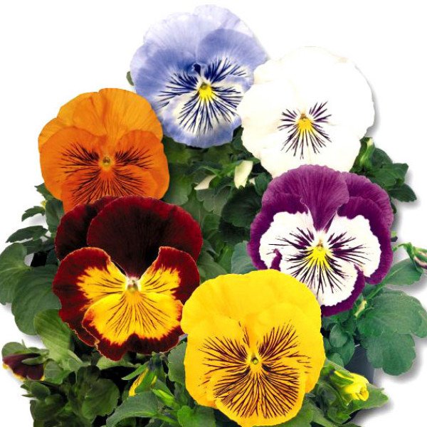 Семена виолы Кетс F1 смесь (mix) /100 семян/ *Benary*