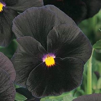 Віола Хелловін F1 чорна /100 насінин/ *Pan American*
