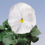 Виола Целло F1 белая /100 семян/ *Hem Genetics*