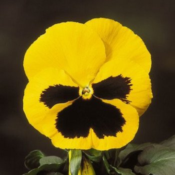 Віола Целло F1 жовта з вічком /100 насінин/ *Hem Genetics*