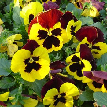 Віола Целль F1 жовта з червоним крилом /100 насінин/ *Hem Genetics*
