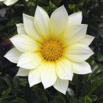 Газанія Газу F1 ванілла (vanilla) /100 насінин/ *Syngenta*