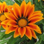 Газания Кисс F1 оранж флейм (orange flame) /100 семян/ *Syngenta*