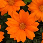 Газанія Нью Дей F1 помаранчева (orange) /100 насінин/ *Pan American*