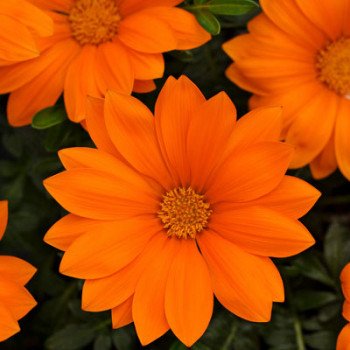 Газания Нью Дей F1 оранжевая (orange) /100 семян/ *Pan American*