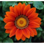 Газанія Нью Дей F1 червона (red) /100 насінин/ *Pan American*