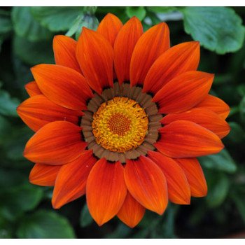 Газания Нью Дей F1 красная (red) /100 семян/ *Pan American*