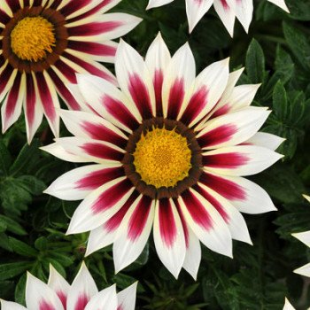 Газания Нью Дей F1 роуз страйп (rose stripe) /100 семян/ *Pan American*