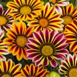 Газания Фрости Кисс F1 флейм микс (flame mix) /100 семян/ *Syngenta*