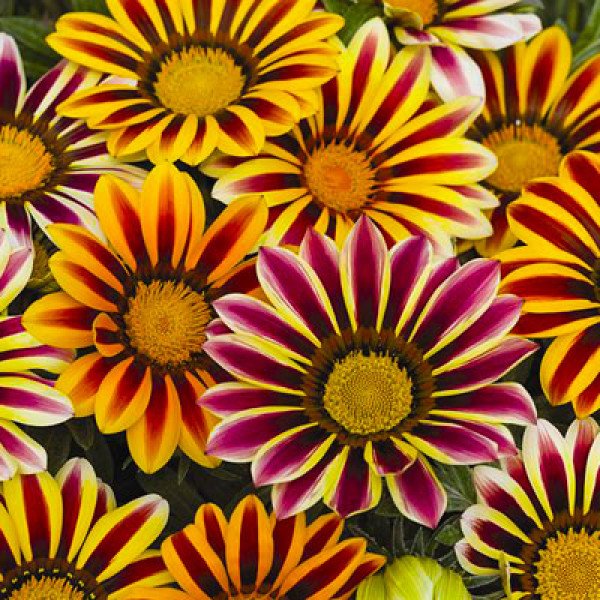 Семена газании Фрости Кисс F1 флейм микс (flame mix) /100 семян/ *Syngenta*