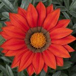 Газанія Фрості Кісс F1 червона (red) /100 насінин/ *Syngenta*