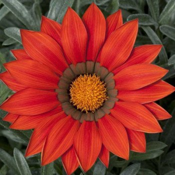 Газания Фрости Кисс F1 красная (red) /100 семян/ *Syngenta*