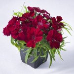 Гвоздика Венті Парфайт F1 кримсон /100 насінин/ *Syngenta*