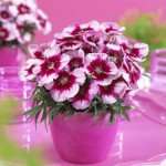 Гвоздика Венти Парфайт F1 кримсон с глазком /100 семян/ *Syngenta*