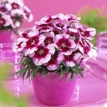 Гвоздика Венти Парфайт F1 кримсон с глазком /100 семян/ *Syngenta*