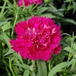 Гвоздика Грейс F1 пурпурна /100 насінин/ *Hem Zaden*