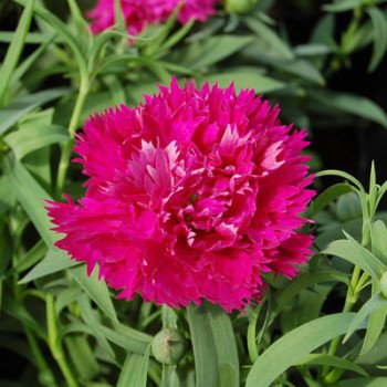 Гвоздика Грейс F1 пурпурная /100 семян/ *Hem Zaden*