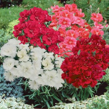 Гвоздика Грейс F1 смесь /100 семян/ *Hem Zaden*