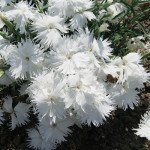 Гвоздика Супра F1 біла (white) /100 насінин/ *Hem Genetics*