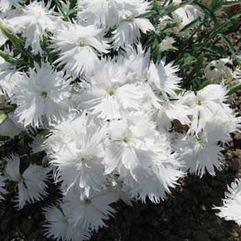 Гвоздика Супра F1 белая (white) /100 семян/ *Hem Genetics*