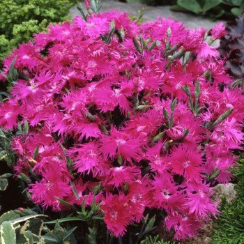 Гвоздика Супра F1 пурпурная (purple) /100 семян/ *Hem Genetics*