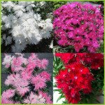 Гвоздика Супра F1 суміш (mix) /100 насінин/ *Hem Genetics*