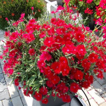 Гвоздика Супра F1 красная (red) /100 семян/ *Hem Genetics*