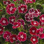 Гвоздика Фанданґо F1 кримсон пікоті /100 насінин/ *Syngenta*