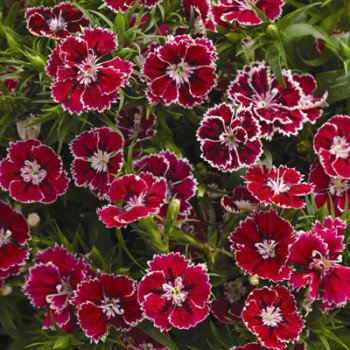 Гвоздика Фанданго F1 кримсон пикоти /100 семян/ *Syngenta*