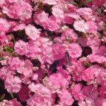 Гвоздика Чіба F1 рожева (pink) /100 насінин/ *Hem Genetics*