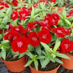 Гвоздика Чиба F1 скарлет (scarlet) /100 семян/ *Hem Genetics*