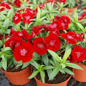 Гвоздика Чиба F1 скарлет (scarlet) /100 семян/ *Hem Genetics*