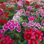 Гвоздика Чиба F1 смесь (mix) /100 семян/ *Hem Genetics*