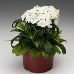 Гвоздика Барбарини F1 белая (white) /100 семян/ *Syngenta*