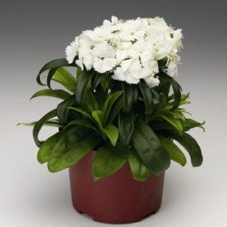 Гвоздика Барбаріні F1 біла (white) /100 насінин/ *Syngenta*