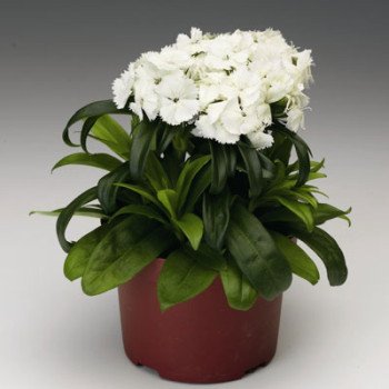 Гвоздика Барбарини F1 белая (white) /100 семян/ *Syngenta*