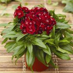 Гвоздика Барбаріні F1 червона (red) /100 насінин/ *Syngenta*