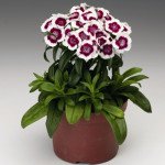 Гвоздика Барбарини F1 красная пикоти (red picotee) /100 семян/ *Syngenta*