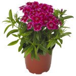 Гвоздика Барбаріні F1 червоно-рожева біколор (redrose bicolor) /100 насінин/ *Syngenta*