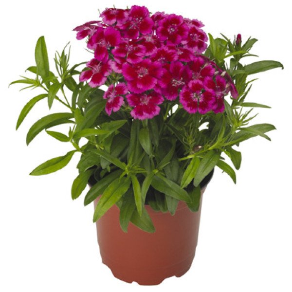 Насіння гвоздики Барбаріні F1 червоно-рожева біколор (redrose bicolor) /100 насінин/ *Syngenta*