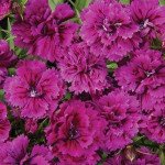 Гвоздика Династия F1 орхид (orchid) /100 семян/ *Pan American*