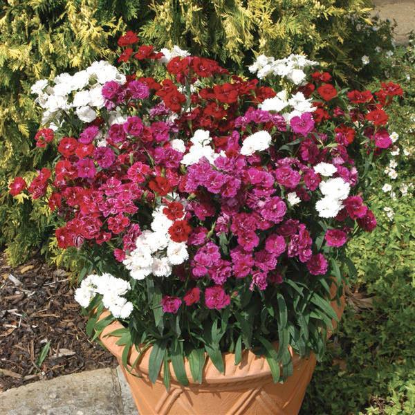 Семена гвоздики Династия F1 смесь (mix) /100 семян/ *Pan American*